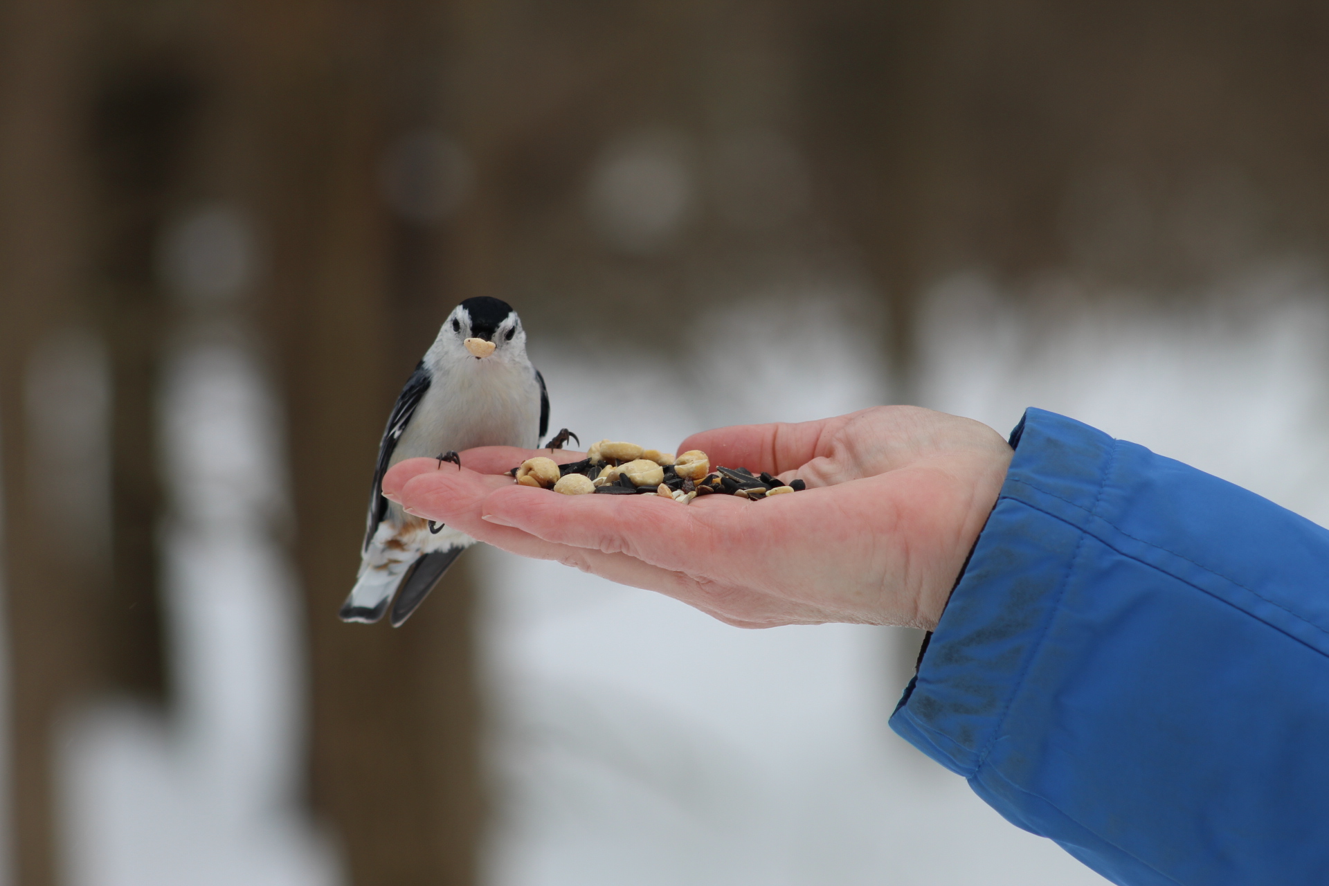 White Breasted Nuthatch